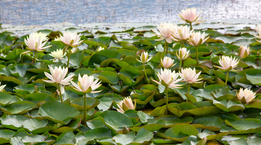 Yılbaşı Özel, Abant, Kartalkaya, Kartepe, Uludağ, Ormanya Turu