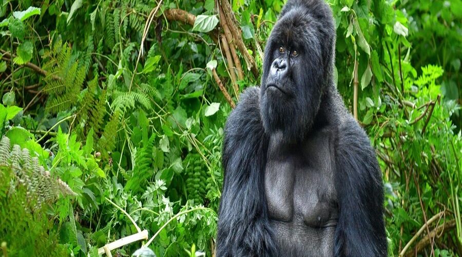 Gümüş Sırtlı Gorillerin İzinde Ruanda - Uganda