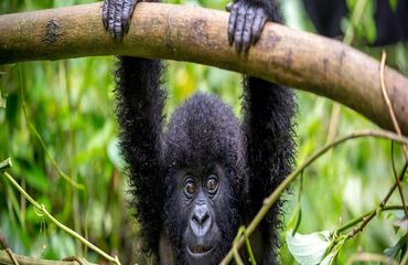 Gümüş Sırtlı Gorillerin İzinde Ruanda - Uganda