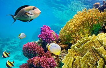 Sharm El Sheikh Turu ( 5 Yıldızlı Concorde El Salam Hotel Sharm El Sheikh ) - Her Şey Dahil